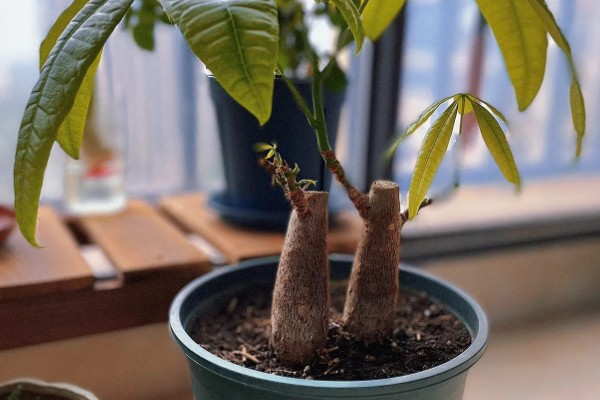 小发财树如何养,喜欢在光照充足的环境下生长