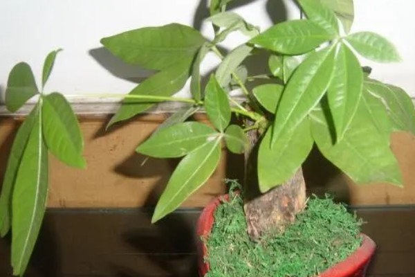 小发财树如何养,喜欢在光照充足的环境下生长