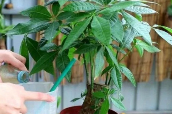 小发财树如何养,喜欢在光照充足的环境下生长