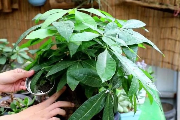 小发财树如何养,喜欢在光照充足的环境下生长