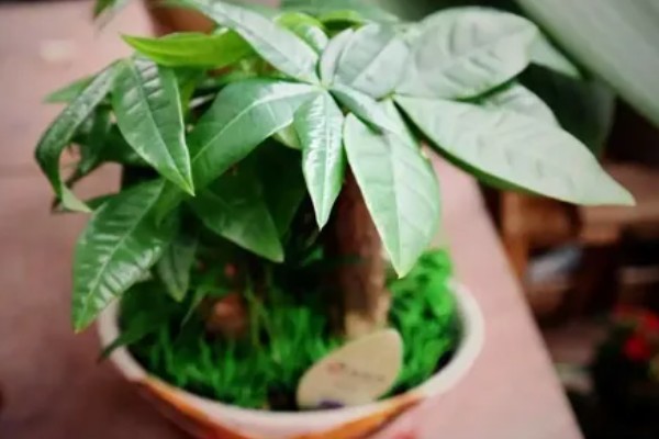 小发财树如何养,喜欢在光照充足的环境下生长