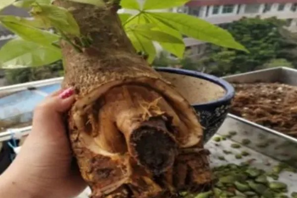 小发财树如何养,喜欢在光照充足的环境下生长