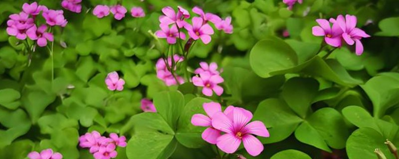 醡浆草与酢浆草的区别，没有区别