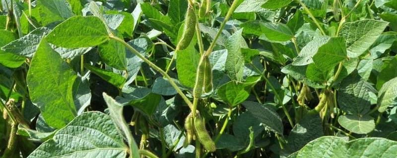 大豆的亩产量，平均产量在100-150公斤左右