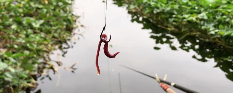 蚯蚓为什么钓不到大鱼，可能是不打窝引起的