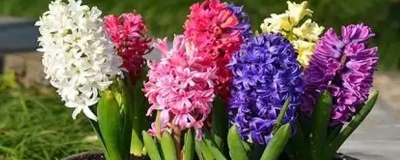 风信子的生长习性，喜欢温暖的生长环境