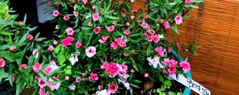 盆栽松红梅如何养护，生长适温为18℃-25℃