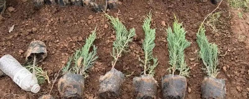 柏树移栽多长时间能缓过来，10-30天就能恢复