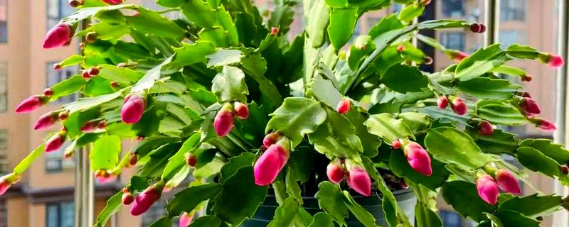 蟹爪兰有花苞了怎么养才能多开花，要为其提供充足的养分