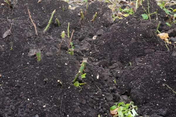 什么是蛭石，是一种层状的硅酸盐矿物