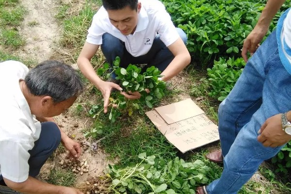 夏花生怎么管理，田间杂草多可喷施精喹禾灵