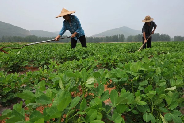 夏花生怎么管理，田间杂草多可喷施精喹禾灵