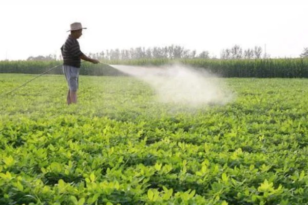 夏花生怎么管理，田间杂草多可喷施精喹禾灵