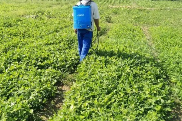 夏花生怎么管理，田间杂草多可喷施精喹禾灵