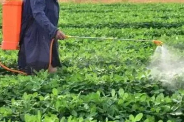 夏花生怎么管理，田间杂草多可喷施精喹禾灵