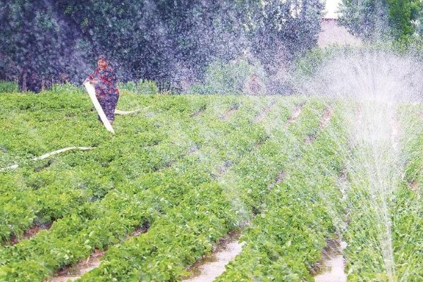 夏花生怎么管理，田间杂草多可喷施精喹禾灵