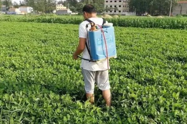 夏花生怎么管理，田间杂草多可喷施精喹禾灵