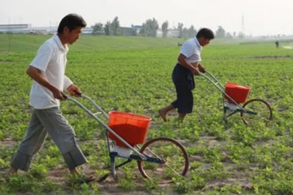 夏花生怎么管理，田间杂草多可喷施精喹禾灵