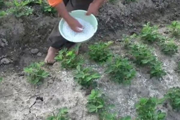 夏花生怎么管理，田间杂草多可喷施精喹禾灵