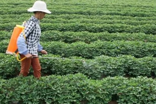 夏花生怎么管理，田间杂草多可喷施精喹禾灵