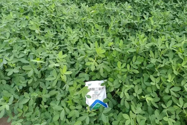 夏花生怎么管理，田间杂草多可喷施精喹禾灵