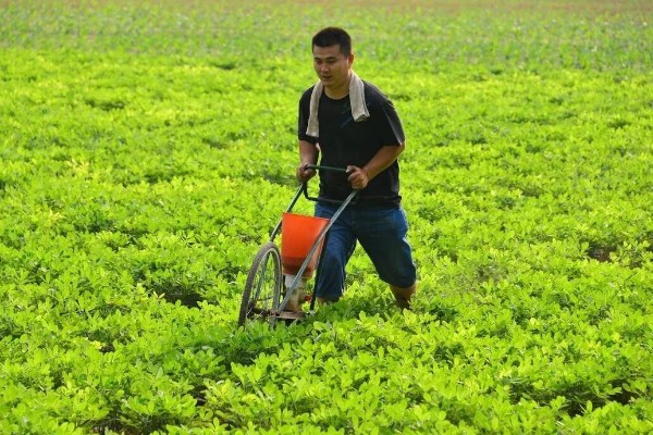 夏花生怎么管理，田间杂草多可喷施精喹禾灵