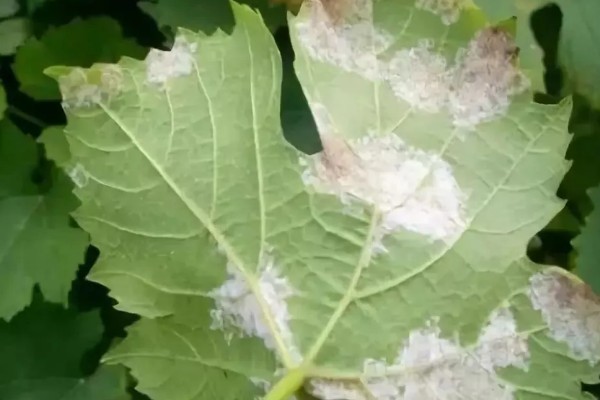 霜霉病用什么药,常用恶霉灵、氯溴异氰尿酸等