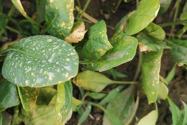 霜霉病用什么药,常用恶霉灵、氯溴异氰尿酸等