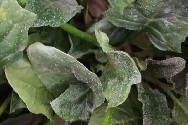 霜霉病用什么药,常用恶霉灵、氯溴异氰尿酸等