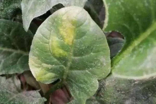 霜霉病用什么药,常用恶霉灵、氯溴异氰尿酸等