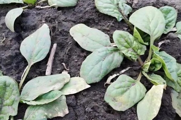 霜霉病用什么药,常用恶霉灵、氯溴异氰尿酸等