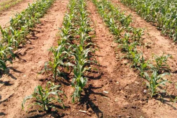 霜霉病用什么药,常用恶霉灵、氯溴异氰尿酸等