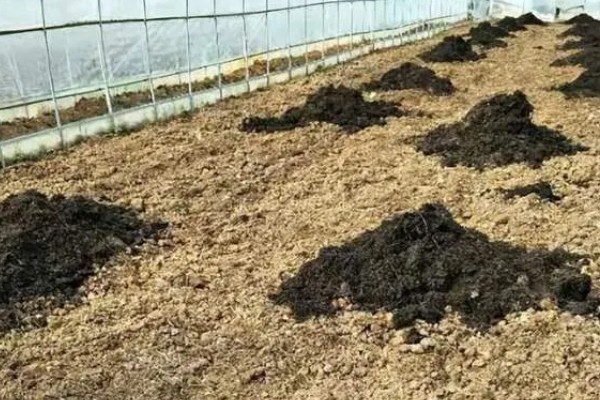 霜霉病用什么药,常用恶霉灵、氯溴异氰尿酸等