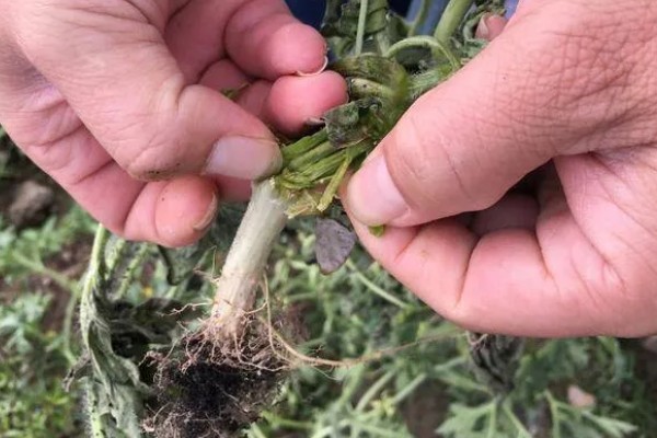 霜霉病用什么药,常用恶霉灵、氯溴异氰尿酸等