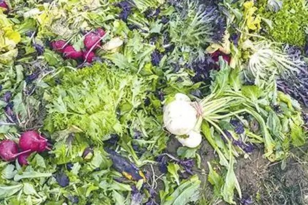 霜霉病用什么药,常用恶霉灵、氯溴异氰尿酸等