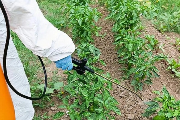 霜霉病用什么药,常用恶霉灵、氯溴异氰尿酸等