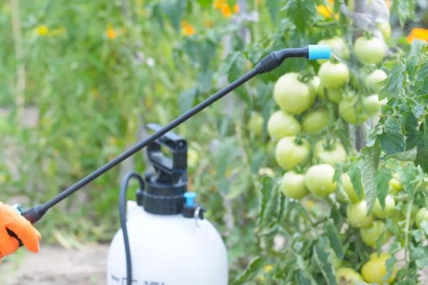 霜霉病用什么药,常用恶霉灵、氯溴异氰尿酸等
