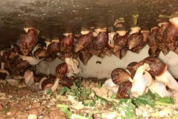 养蜗牛的成本，1000只的成本为17300元左右