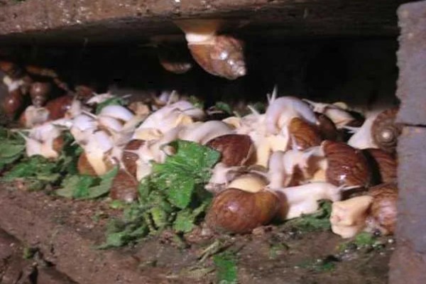 养蜗牛的成本，1000只的成本为17300元左右