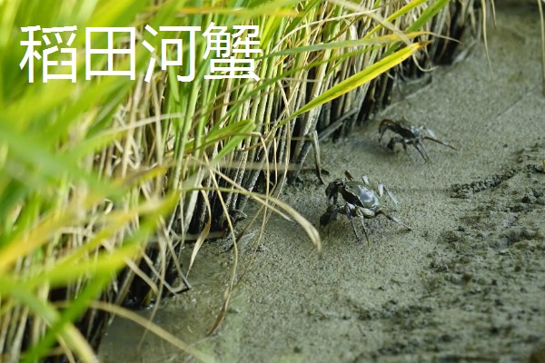 盘锦河蟹有什么种类，分为稻田河蟹、河套河蟹、湿地河蟹