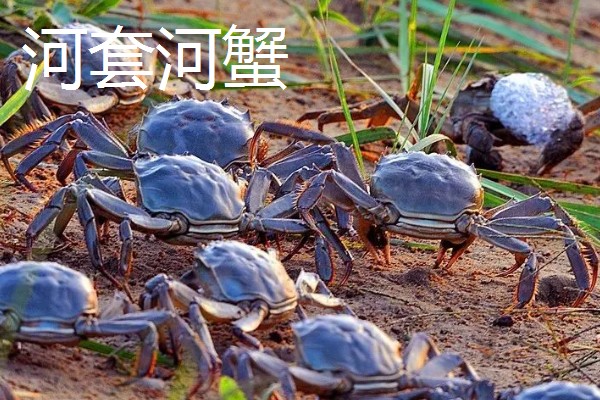 盘锦河蟹有什么种类，分为稻田河蟹、河套河蟹、湿地河蟹