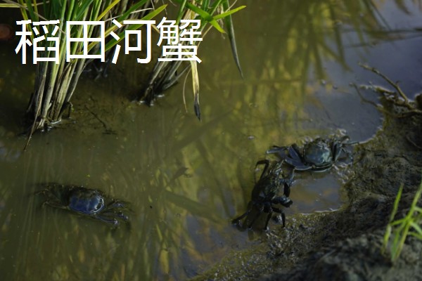 盘锦河蟹有什么种类，分为稻田河蟹、河套河蟹、湿地河蟹
