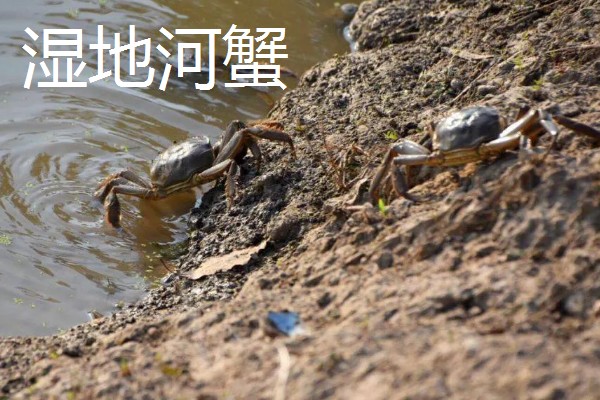 盘锦河蟹有什么种类，分为稻田河蟹、河套河蟹、湿地河蟹