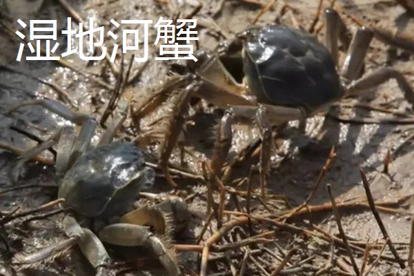 盘锦河蟹有什么种类，分为稻田河蟹、河套河蟹、湿地河蟹