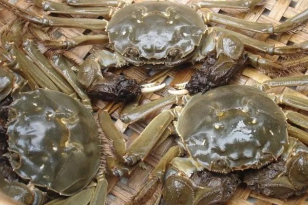 盘锦河蟹有什么种类，分为稻田河蟹、河套河蟹、湿地河蟹