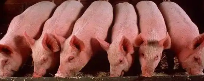 非洲猪瘟怎么防控，出现症状时要及时隔离