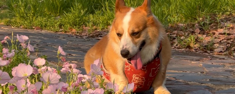 狗肠胃炎怎么办，腹泻时可使用蒙脱石散