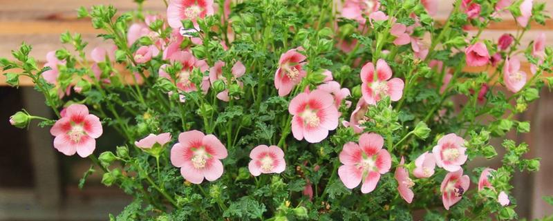 小木槿喜欢酸性土吗，不喜欢酸性土