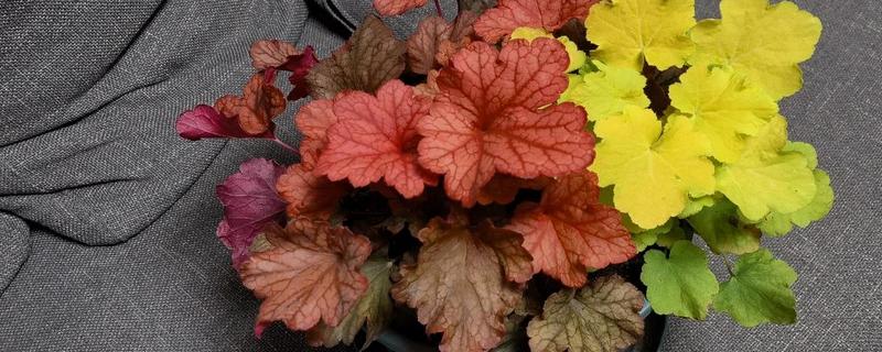 为什么矾根夏天会死，是由于它不耐高温