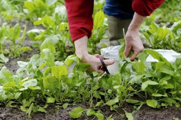 菠菜施肥方法,秋菠菜生长盛期要追施尿素